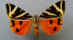 Štyri ukazovacie medveď