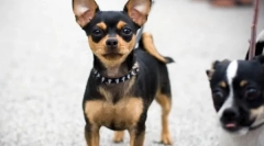 Chihuahua - najstaršie plemeno psov