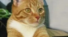 Cat chipion: robí proces pet