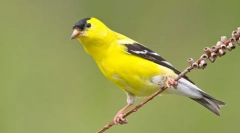 Chizh - najcennejší vták medzi spevákmi (foto)