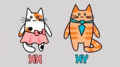 Čierna a biela mačka farba: magický kontrast vzor