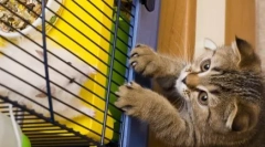 Čo mačky robia, keď nie sme doma: top 10 populárnych tried