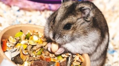 Čo jediažia škrečky