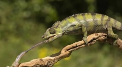 Čo jašterica jesť