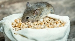 Čo myši jedia v prírode a doma