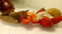 Aké slimáky jesť pri udržiavaní svojho domova?