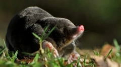 Že krtko robí podzemné?