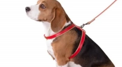 Čo je lepšie pre psa - tréner alebo golier