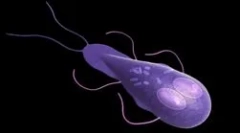 Čo predstavuje lamblias