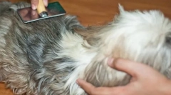 Čo vedie k tvorbe chatuninínov a ako sa s nimi vyrovnať?