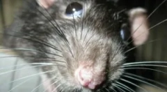 Čo je oratizácia a jej etapy