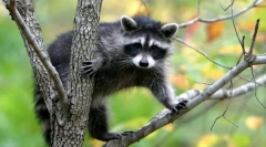 Aká je klasifikácia živých bytostí?