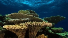 Čo je koralové útesy? (9 fotografií)