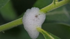 Čo sú cricks saliva?