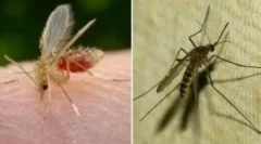 Čo je komár a jeho rozdiel od komár