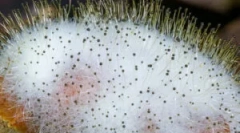 Čo je mucor a jeho vlastnosti