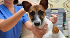 Čo je očkovanie psov a prečo je to potrebné?