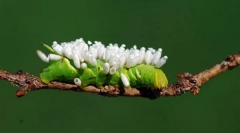 Čo čaká na caterpillar infikovaný jazdcami?