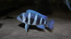 Front aronosa (cyphotilapia frontosa)