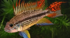 Cichlids - funkcie, obsah, chov