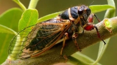 Tsiicada (foto): zručný hmyz