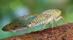 Tsiicada, cycada a potnie