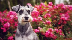 Miniatúrny schnauzer (foto): nádherný priateľ, spoľahlivý a verný odvážny