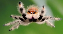 Či už pavúky skok?