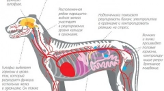 Úľava rastového rastu hormónov