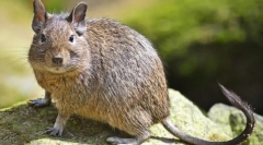 Duga (fotografie): dekoratívna veverička z chili