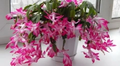 Decentrist (skluberger)