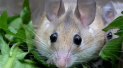 Dekoratívne hlodavce