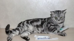 Dexametazón pre mačky: vlastnosti lieku a svedectva na použitie