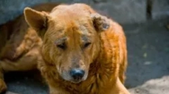 Demodekóza v šteniatkach a dospelých psoch