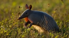 Desať z najdlhších zvierat na zemi