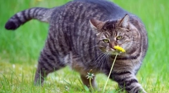 Cat diéta v obezite