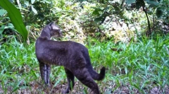 Divoká zlatá mačka a jej vlastnosti