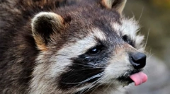 Divoké a domáce preteky (8 fotografií)