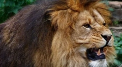 Divoké a domáce zvieratá