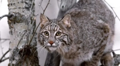 Divoké mačky eurasia