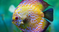 Dispozície (symfysodon)