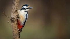 Obyvatelia strednej európy