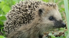 Pre ktoré ihličky zvierat?