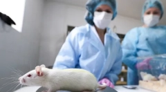 Čo je potrebné kastráciou a sterilizáciou potkanov, nákladov, ako je operácia