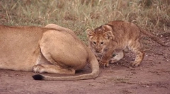 Pre aké zvieratá chvosty?