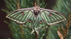 Deň a nočné motýle