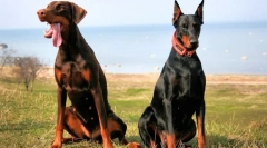 Doberman pinscher (foto): všetko o vlastníkov nezištne špecializovaného plemena