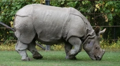 Domov robs (mini a standard)