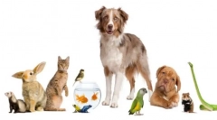 Domáce zvieratá, komu majú mať, ak už majú psa a mačka