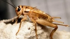 Domáce vankúše: čo vyzerá život a pozrite sa